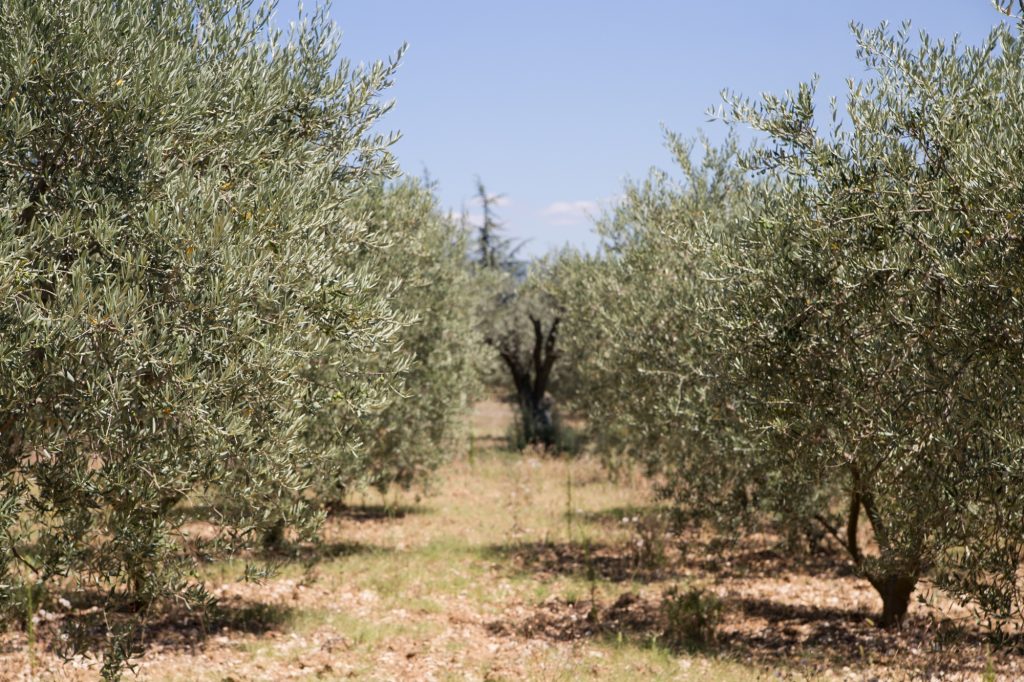 El aforo del olivar andaluz prevé superar el millón de toneladas en un clima de tensión por la caída de precios